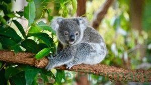 One Umbrella Bird Can Save Fifteen Other Endangered Species 17