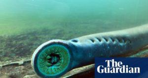 Pacific lamprey project in peril after floods wash away hundreds of fish 59