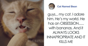 Cat Obsessed With Bananas Is Going Viral For How Inappropriate His Pics Look 57