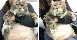 28-Pound Cat Brought To Shelter Starts Weight Loss Journey After Losing His Home 3