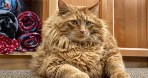 Meet Bazooka, An Overfed And Obese Cat Whose Life Changed Once He Met This Marathon Runner 2