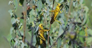 The Terrifying Science Behind the Locust Plagues of Africa 1