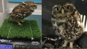 Owl Rescued After Being Too Fat To Fly 17