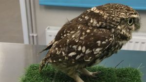 'Extremely obese' owl released back into wild after being put on strict diet 35