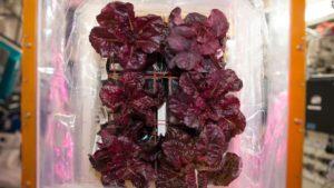 Space-grown lettuce is safe to eat, says study. Delicious, say astronauts 24