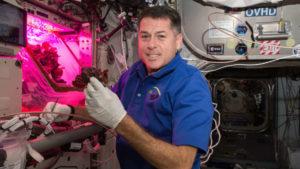 Lettuce Grown On The ISS Is As Safe To Eat As Earth-Grown Leafy Greens 51