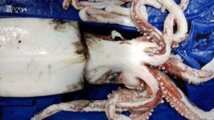 Giant Squid And Glow-In-The-Dark Sharks Captured By Researchers Off New Zealand 50