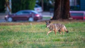 Coyotes Have A Taste For Cats And Human Garbage, Poop Study Reveals 6