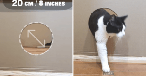 Owners Keep Reducing The Size Of A Hole For Their Cat To See When It Will Finally Stop Him 1